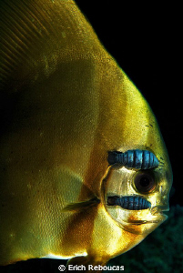 Isopods on a juvenile batfish by Erich Reboucas 